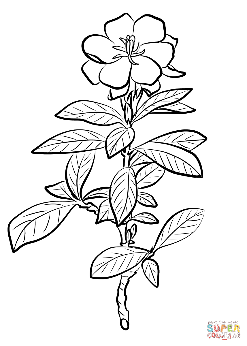 Gardenia jasminoides coloring page free printable coloring pages flower coloring pages coloring pages printable flower coloring pages