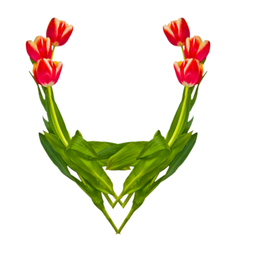 Flower vase border png transparent images free download vector files