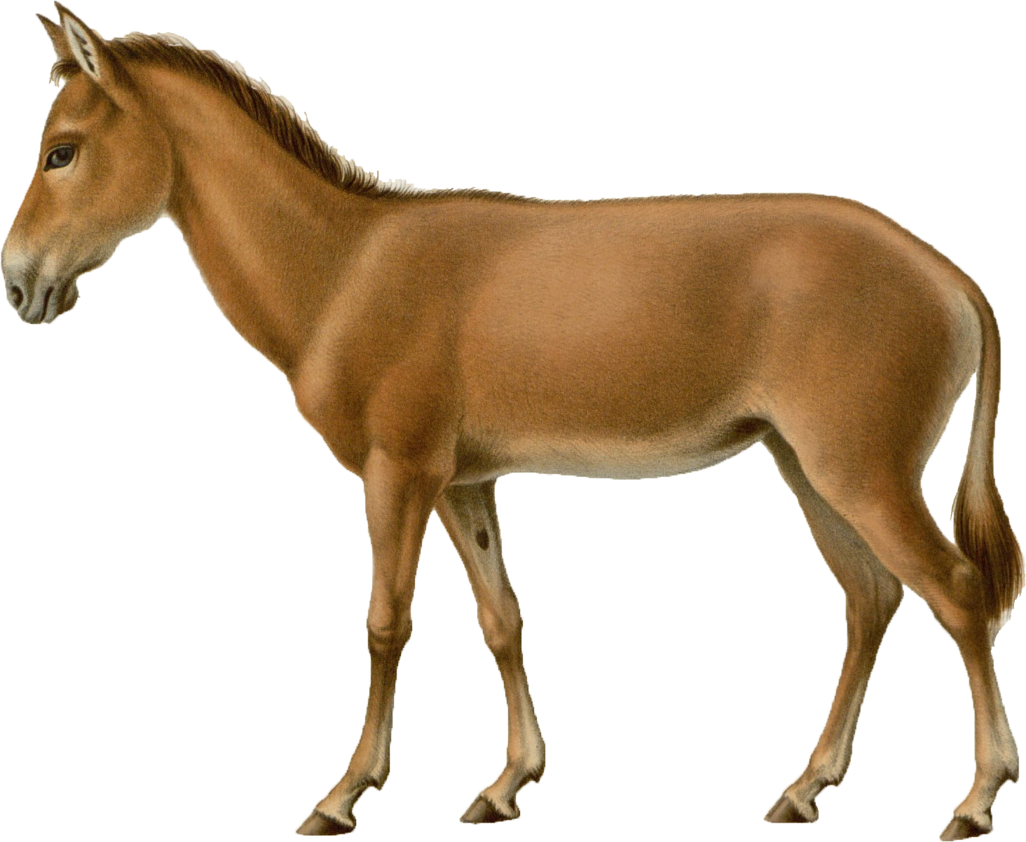 Syrian onager sciifii novum terram wiki