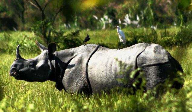 Assam wallpapers orang national park rhinoceros in orang national park