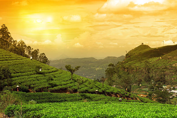 Assam view stock photos pictures royalty