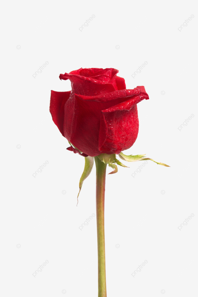 Red rose beautiful beautiful red color png transparent image and clipart for free download