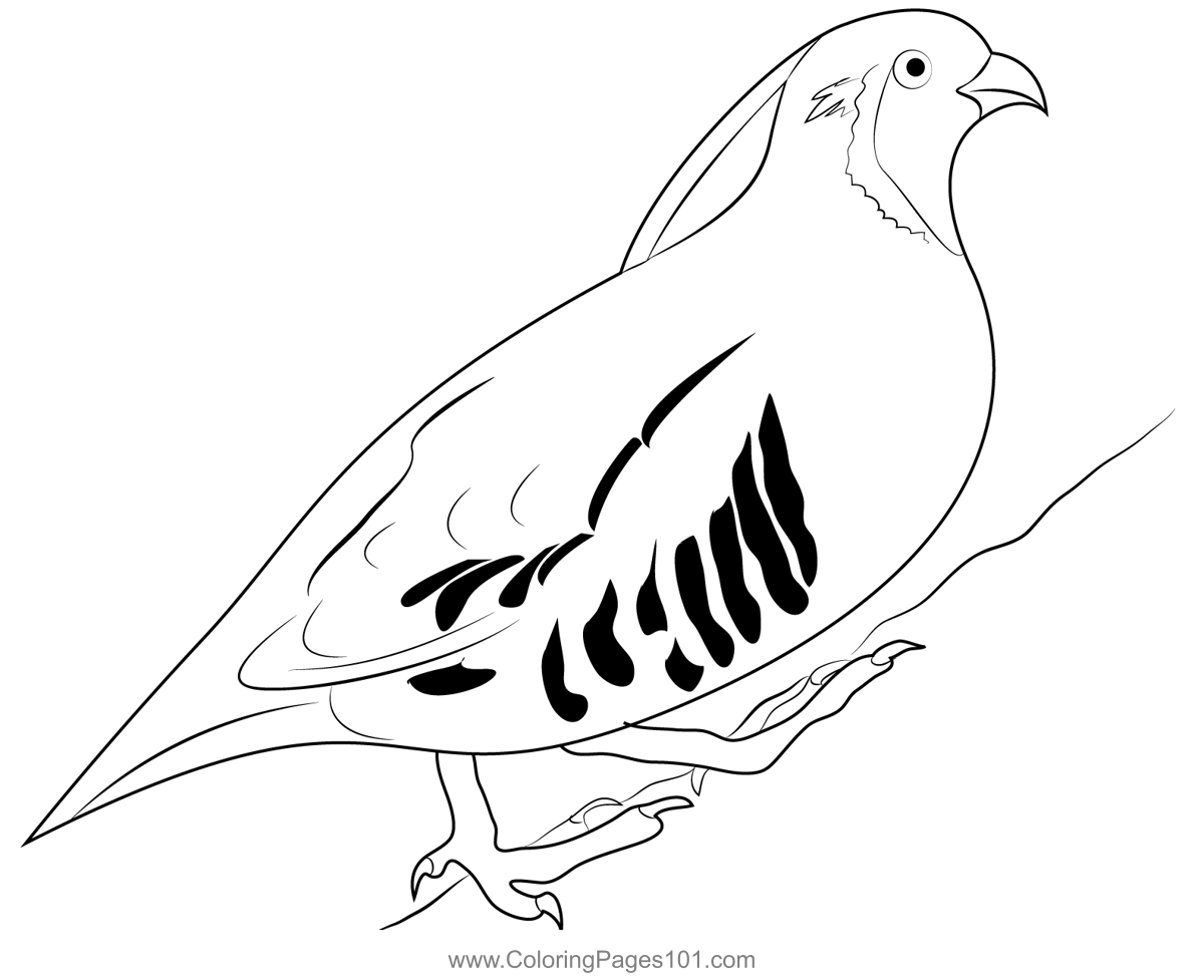 California quail coloring page coloring pages color coloring pages for kids