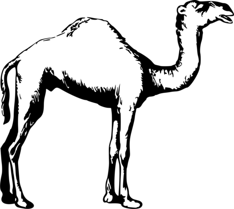 Vintage camel coloring page free printable coloring pages