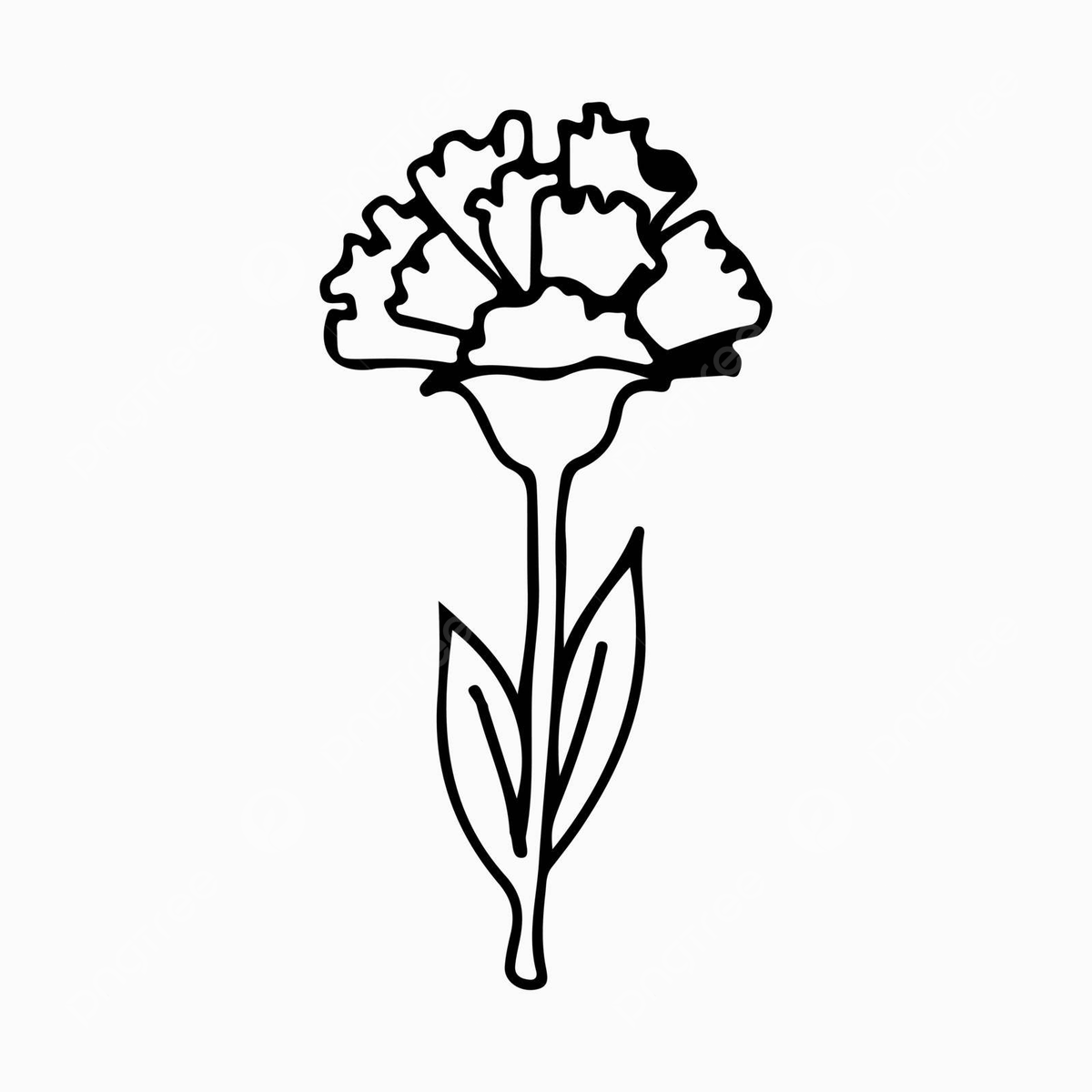 Carnation flower line art png transparent images free download vector files