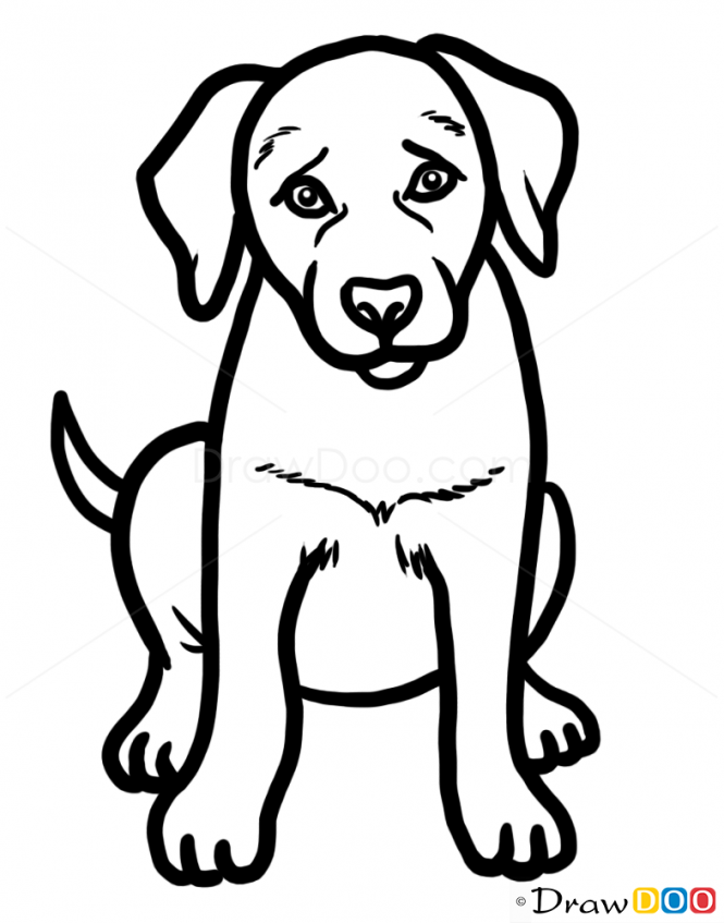 Pin by holli allen on to print drawings black labs dogs dog drawing