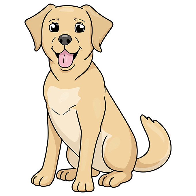 How to draw a labrador