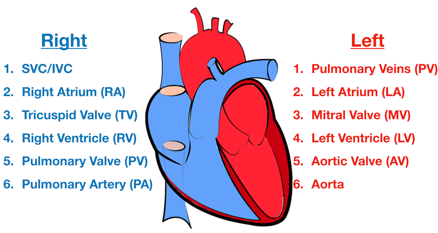 Heart blood flow simple anatomy diagram cardiac circulation pathway steps â ezmed