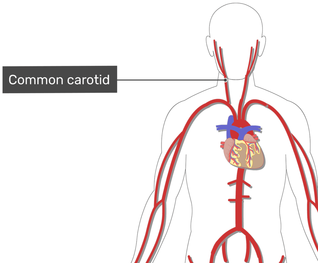 Major systemic arteries of the body