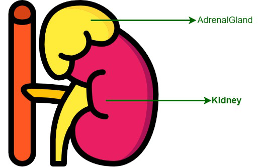 Addisons disease