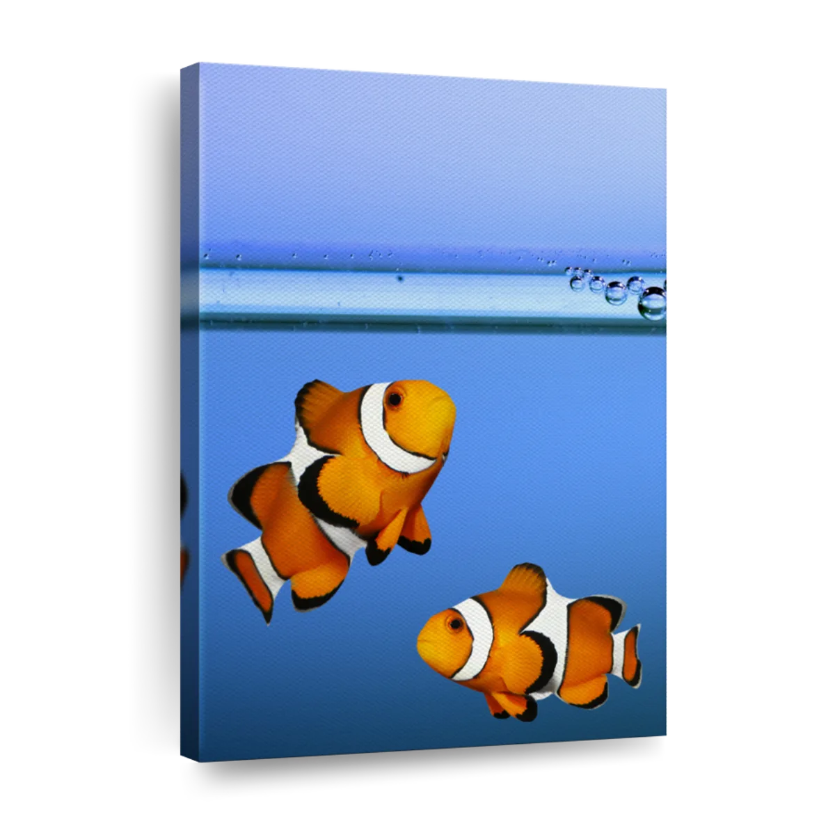 Clownfish wall art paintings drawings photograph art prints