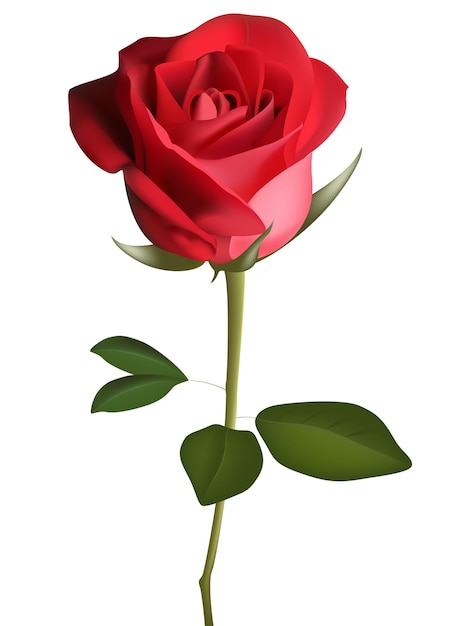 Flor color de rosa de color rojo oscuro con hojas verd ilustraciãn de vector de tilo boceto aislado sobre fondo blanco dibujo a mano realista de rosa roja abierta sãmbolo del amor