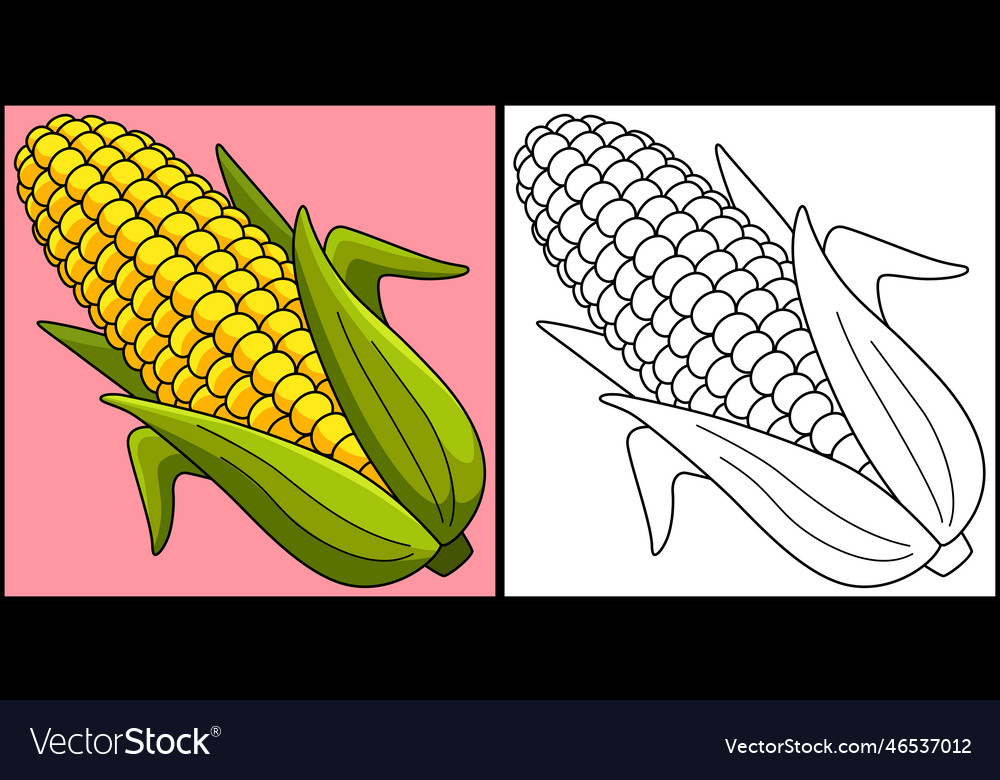 Corn fruit coloring page colored royalty free vector image