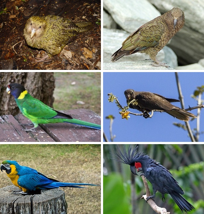 Psittaciform