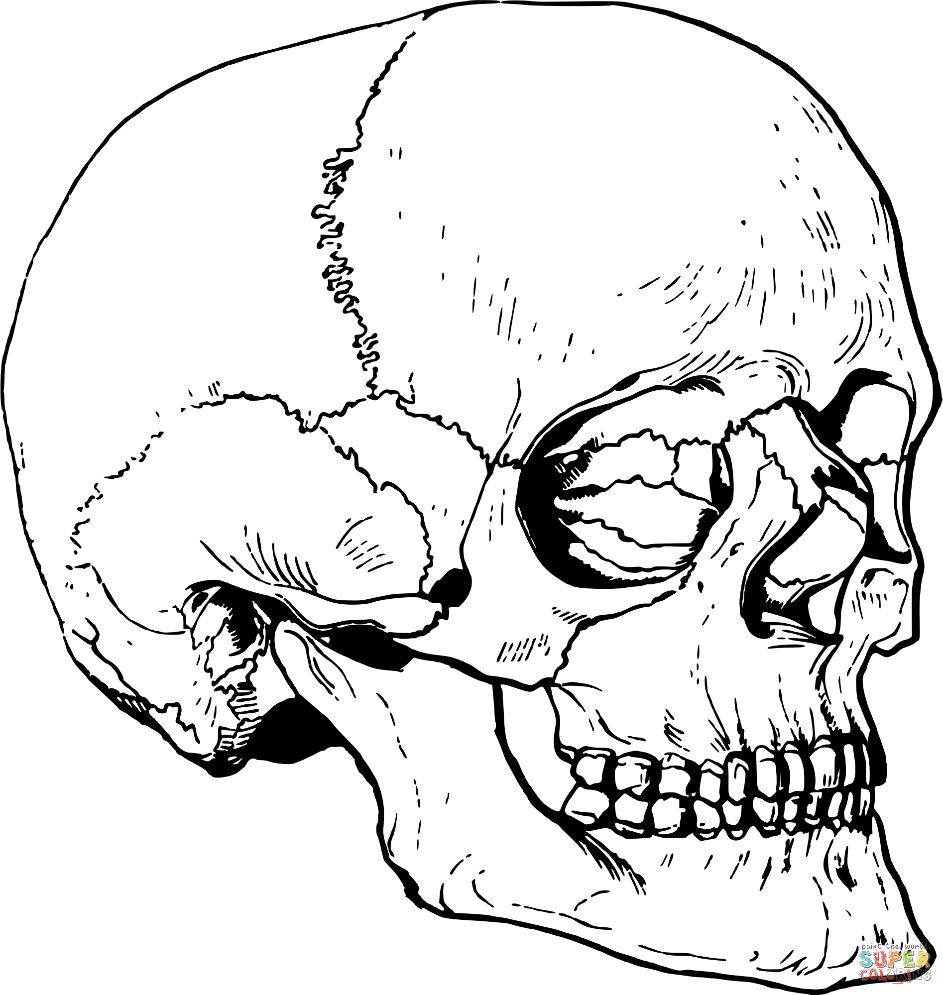 Vintage skull coloring page free printable coloring pages