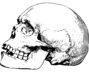 Vintage memento mori skull coloring page free printable coloring pages