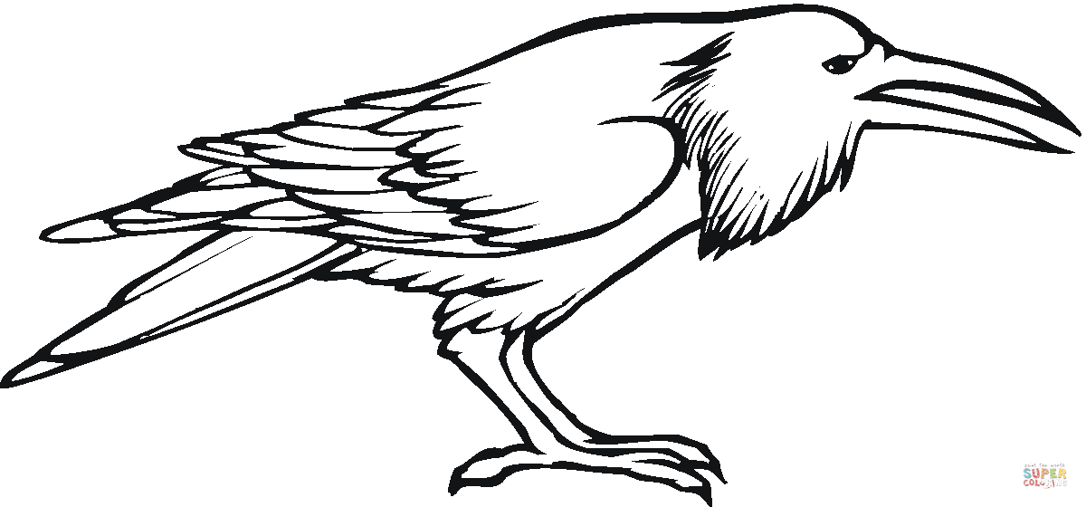 Crow bird coloring page free printable coloring pages
