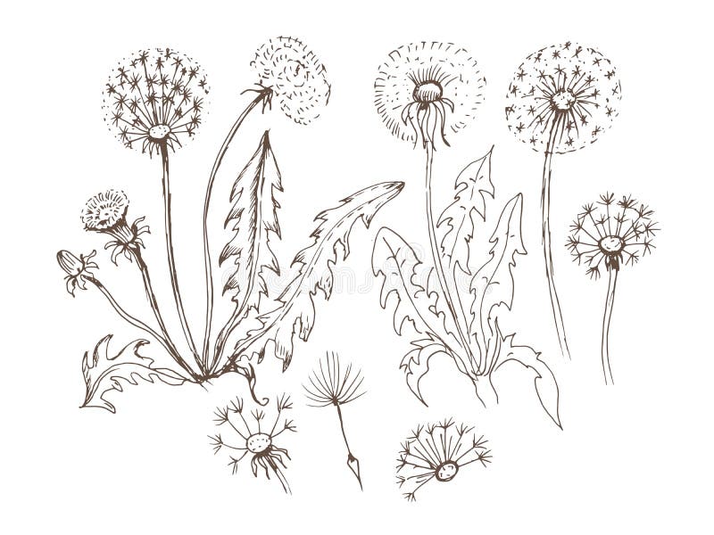 Coloring dandelion stock illustrations â coloring dandelion stock illustrations vectors clipart