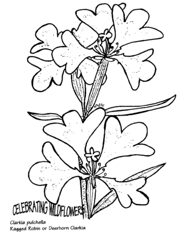 Ragged robin or deerhorn clarkia coloring page free printable coloring pages