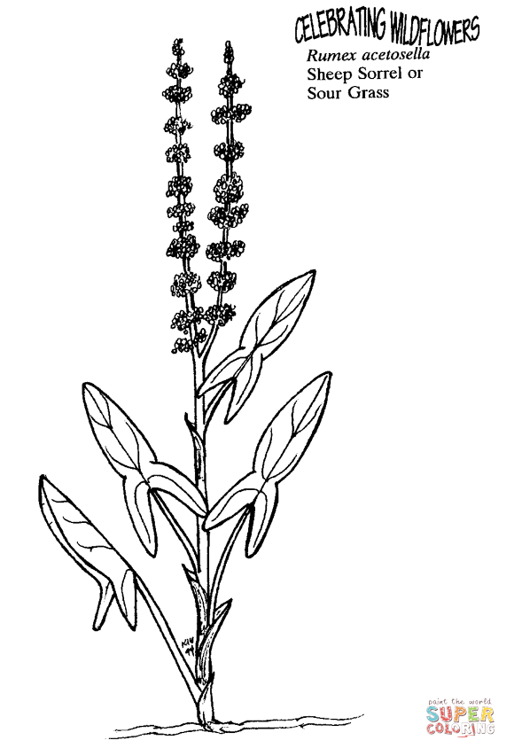 Sheep sorrel or sour grass coloring page free printable coloring pages