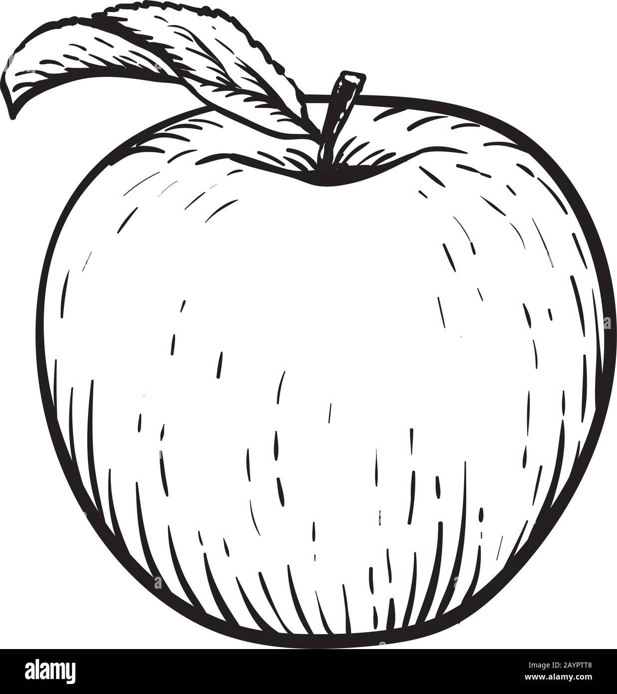 Manzana con hoja cosecha dibujo realista de la mano ilustraciãn vectorial de tilo de grabado imagen vector de stock