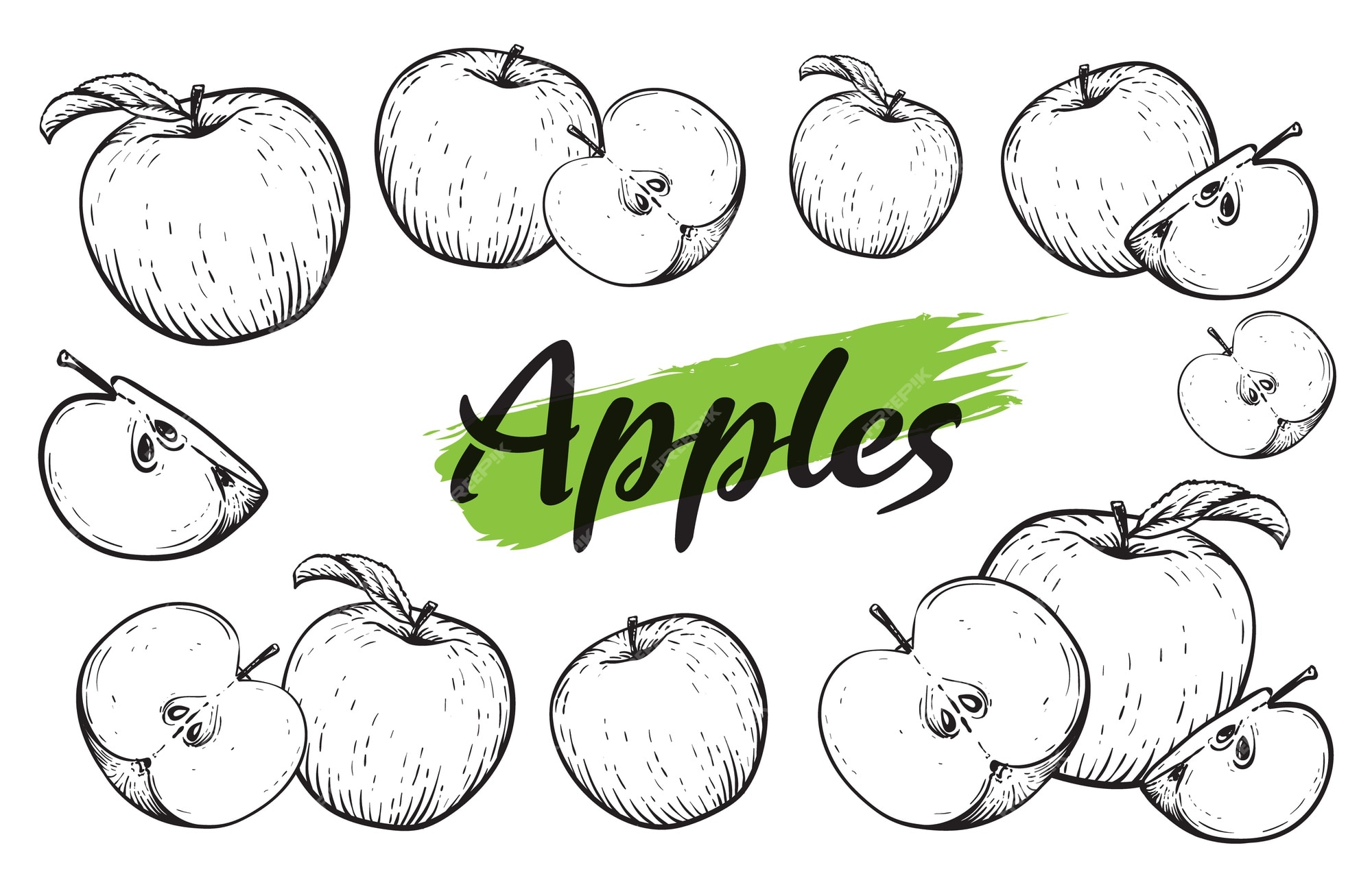 Fruta de manzana manzanas blancas negras grabadas clãsico dibujo realista a mano vector premium