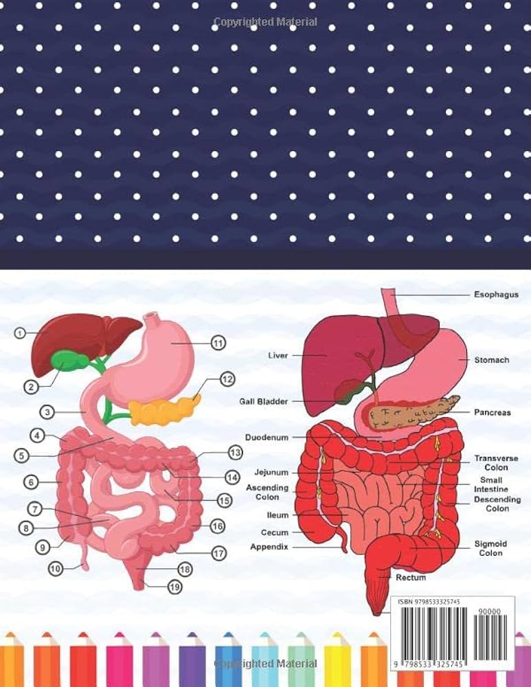 Digestive system anatomy coloring book digestive system anatomy coloring book for kids human digestive system anatomy coloring pages for toddlers anatomy coloring book for anatomy students publication orasapihiabell
