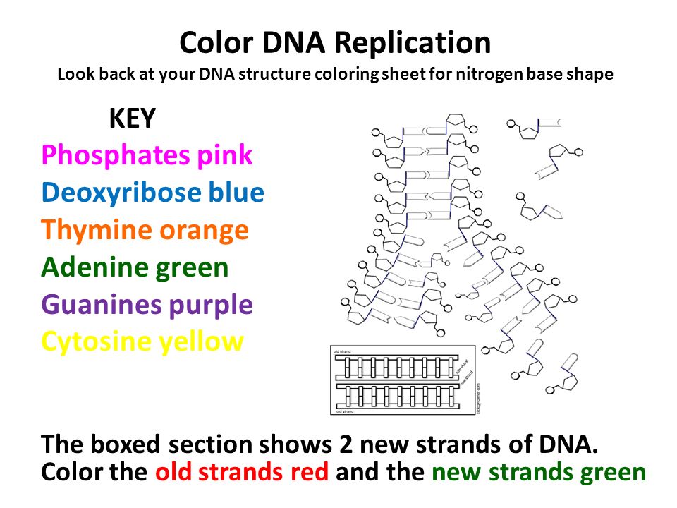 The roles of dna