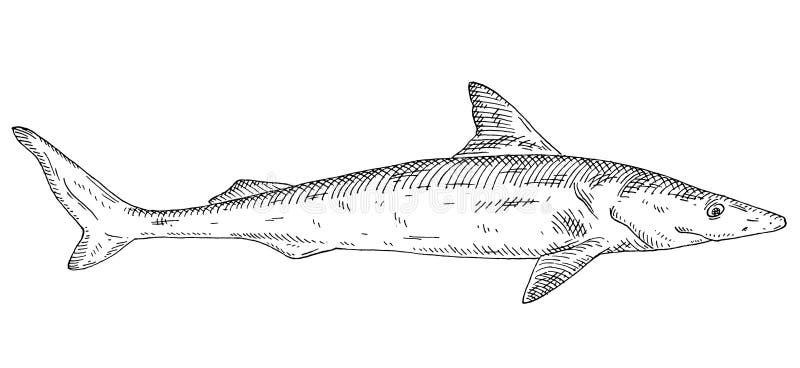 Whole fresh dogfish shark on white vintage engraving monochrome black illustration stock vector