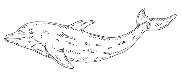 Dogfish vector images