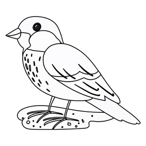 Simple bird coloring book for kids children ages