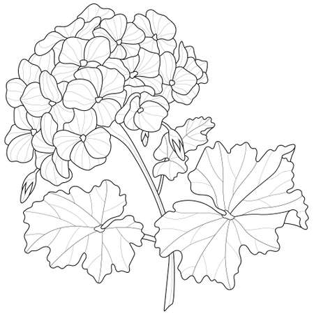 Geranium flowercoloring book antistress for children and adults illustration isolated on white backgroundzen