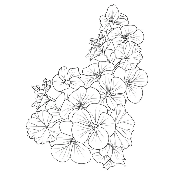Bouquet geranium flower hand drawn pencil sketch coloring page book stock vector by saminaakter