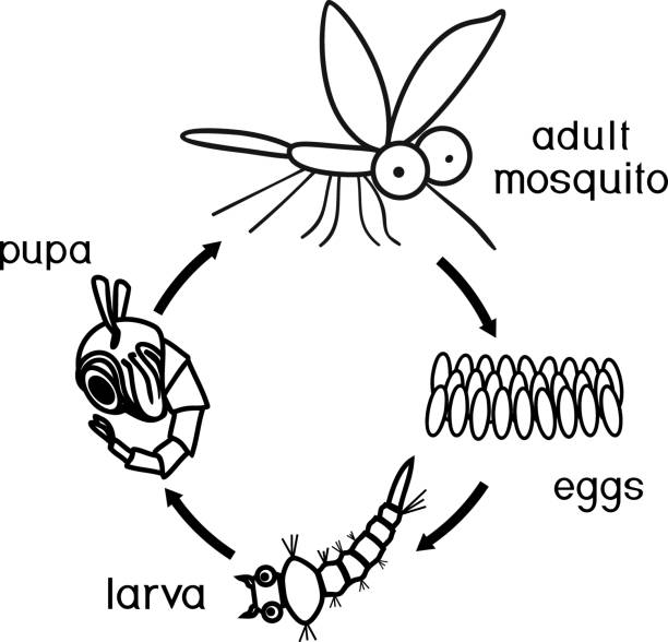 Mosquito egg stock illustrations royalty