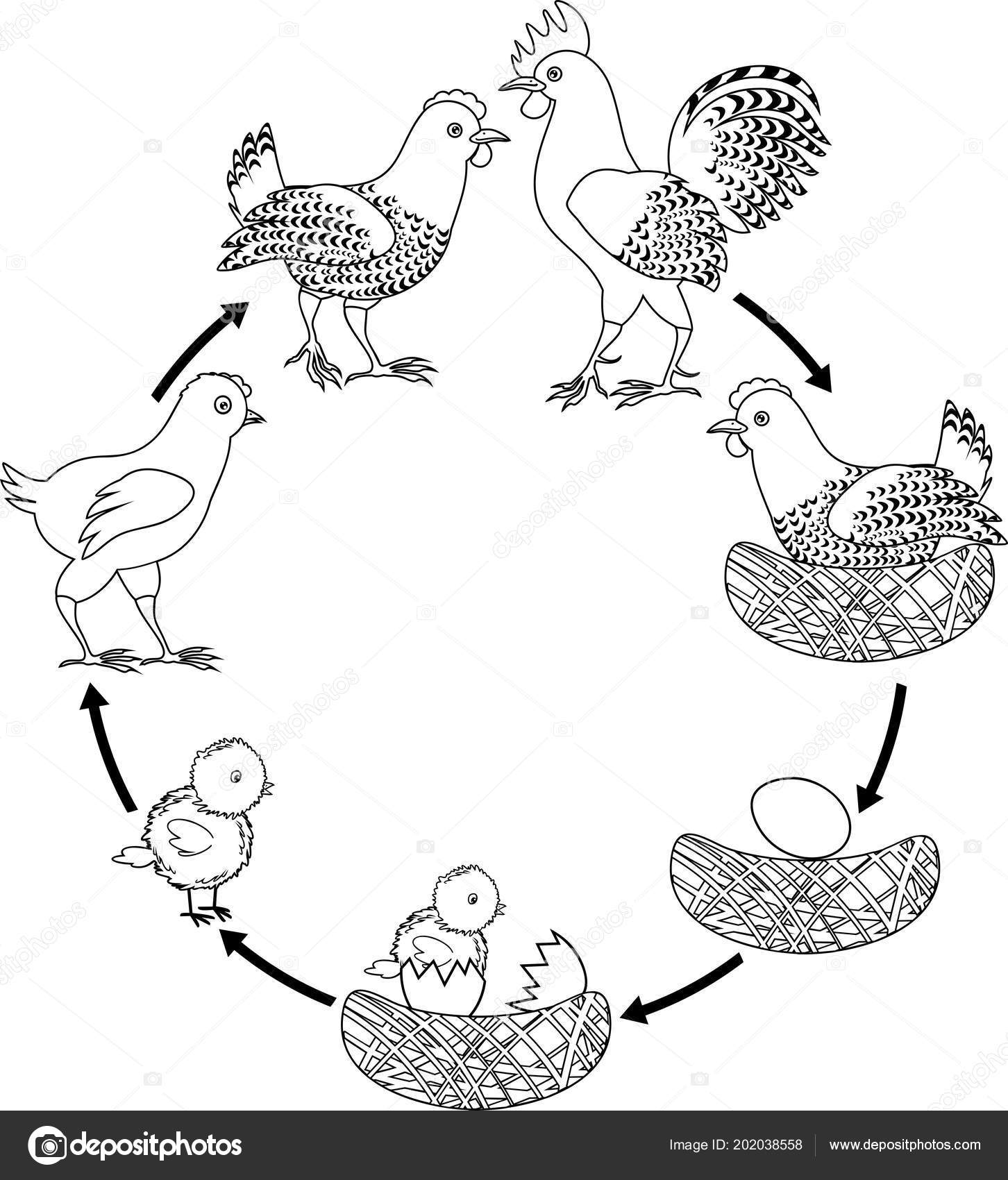 Chicken life cycle stages chicken growth egg adult bird stock vector by mariaflaya