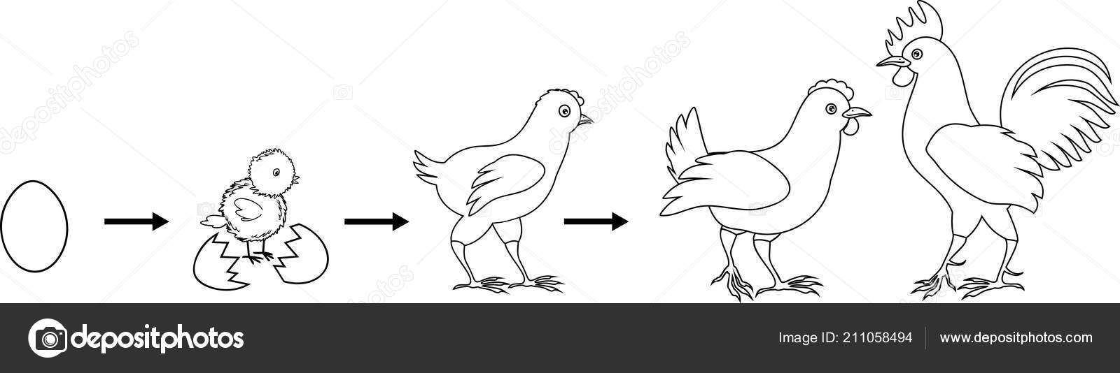 Coloring page stages chicken growth egg adult bird stock vector by mariaflaya