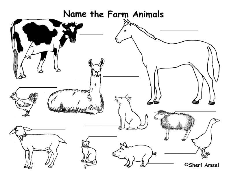Farm animal coloring pages zoo animal coloring pages farm coloring pages