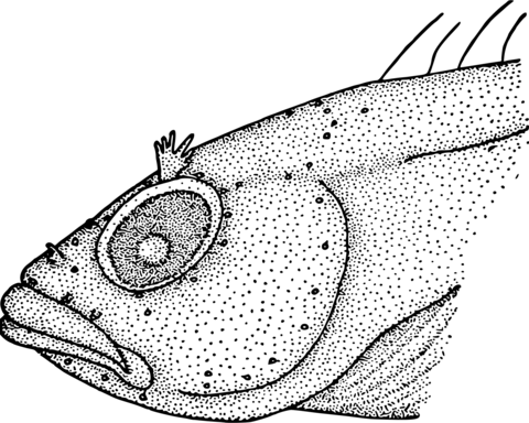 Vintage gross fish face coloring page free printable coloring pages