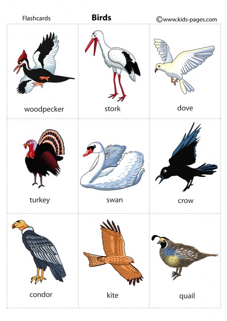 Birds flashcard