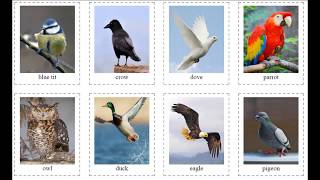 Bird s