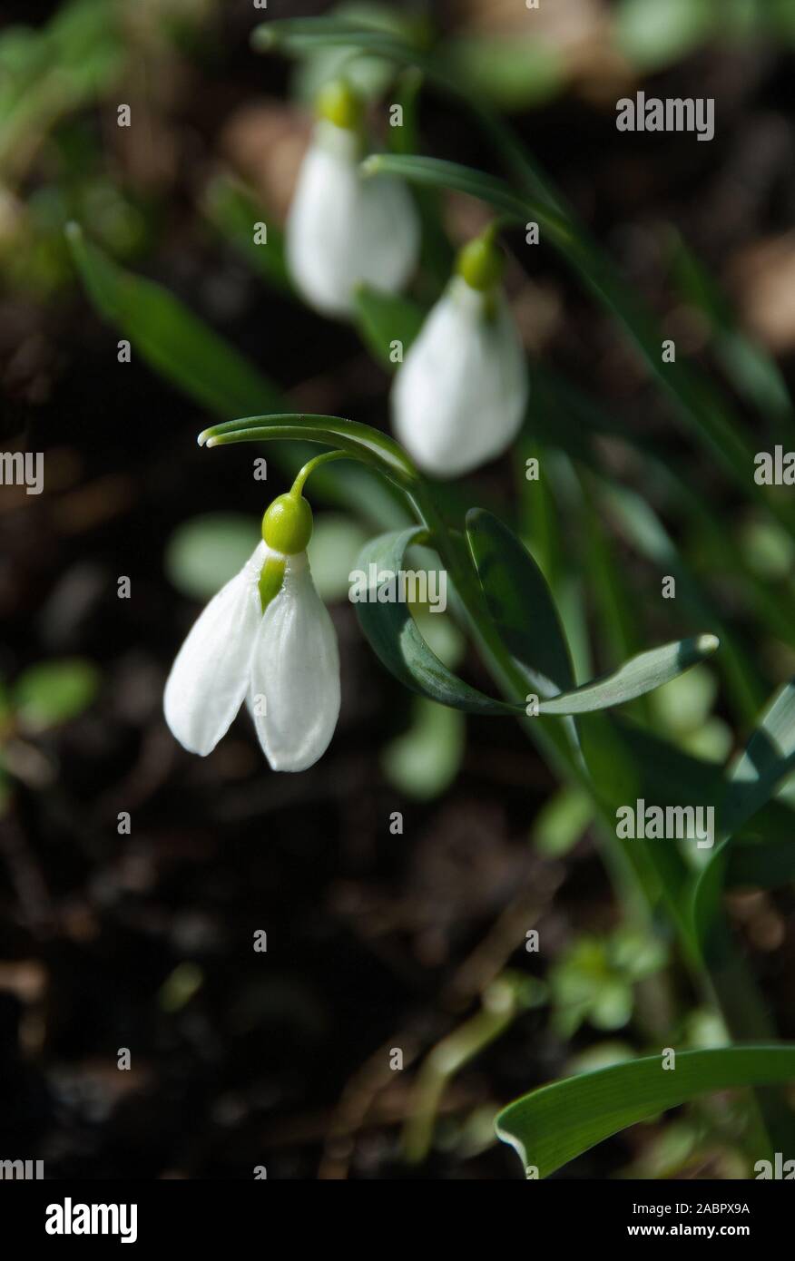 Galanthus gracilis asentir con la campanilla de las niev blanco con linear retorcidos gris