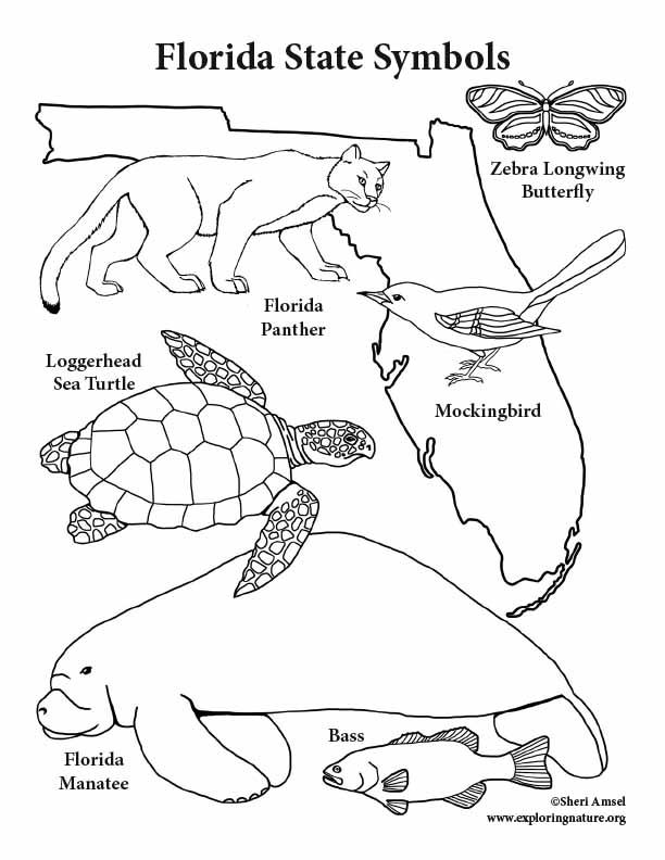 Florida state symbols coloring page