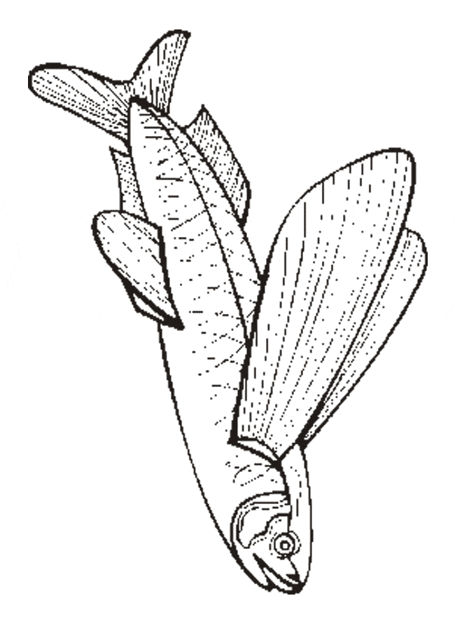 Flying fish coloring page