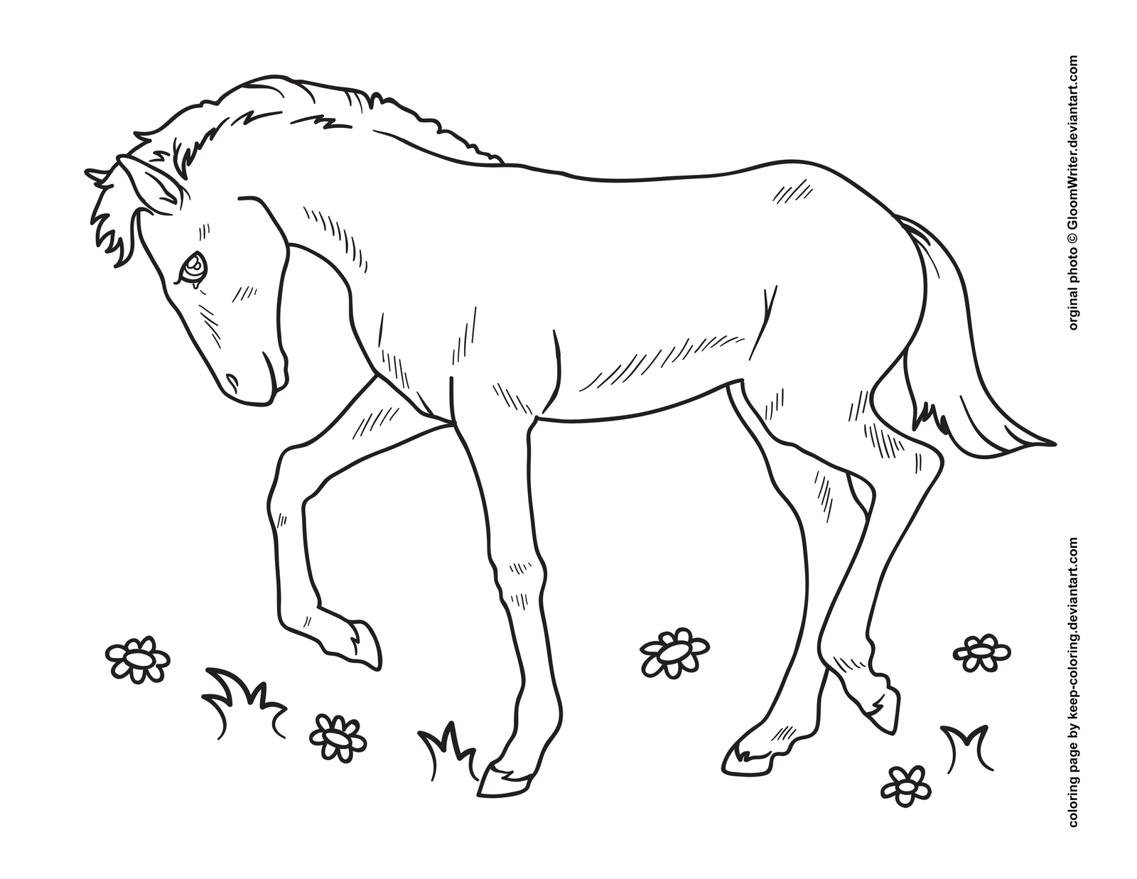 Sweet foal coloring page by keep