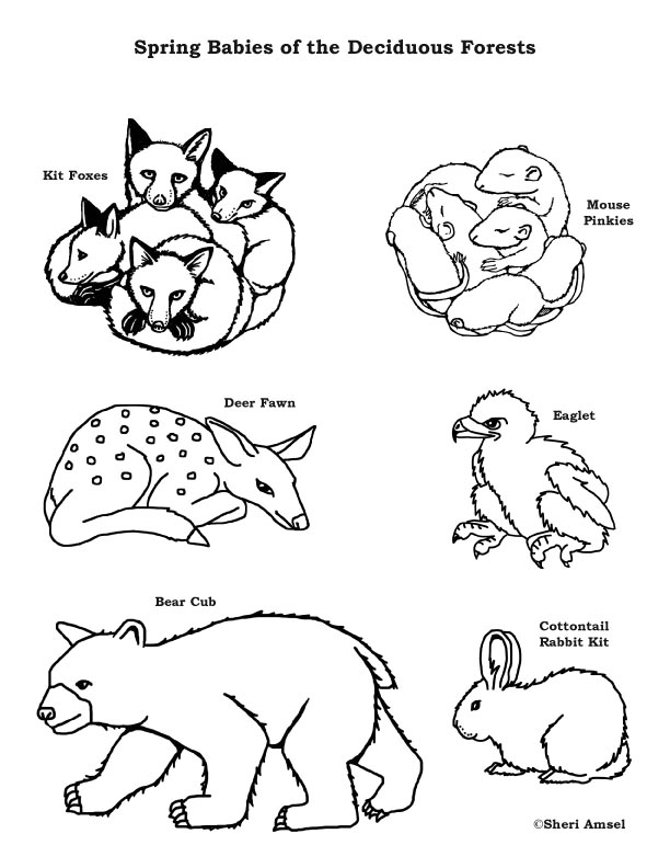 Baby animals of the deciduous forest coloring page