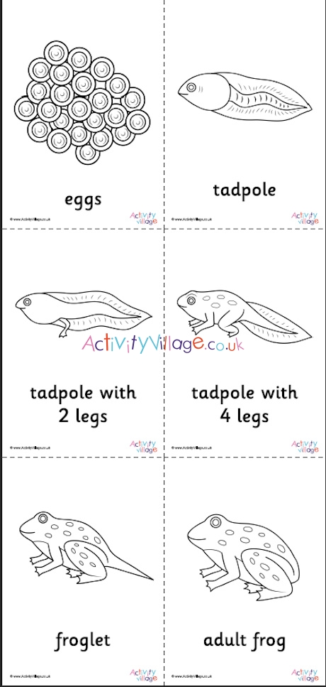 Frog life cycle louring pages set