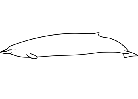Bairds beaked whale coloring page free printable coloring pages