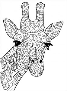 Giraffes