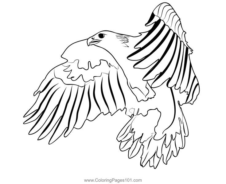 Golden eagle coloring page coloring pages golden eagle eagles