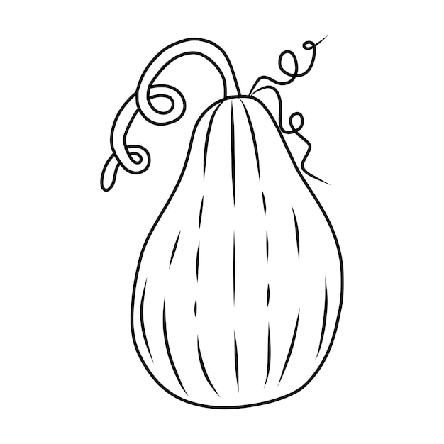 Premium vector pumpkin drawing suitable for coloring book outline pumpkins sketch gourds different types shapes and sizes vector isolated illustration for halloween thanksgiving day